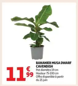 Auchan Bananier Musa Dwarf Cavendish offre