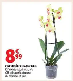 Auchan Orchidée 2 Branches offre