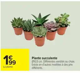 Cora x Carrefour Plante succulente offre