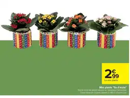 Cora x Carrefour Mini plante fin d'école offre