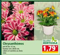 Norma Chrysanthèmes offre
