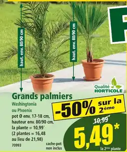 Norma Grands palmiers offre