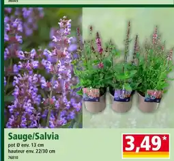 Norma Sauge/salvia offre