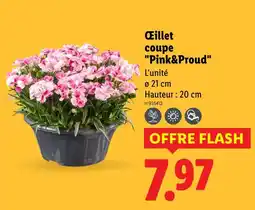 Lidl Œillet coupe Pink&Proud offre