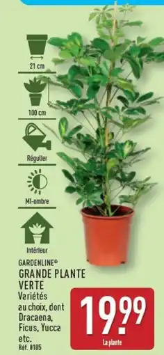 ALDI GARDENLINE Grande plante verte offre