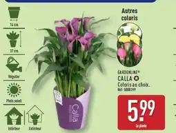 ALDI GARDENLINE Calla offre