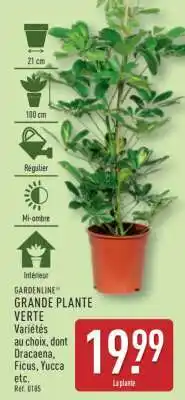 ALDI Grande plante verte offre