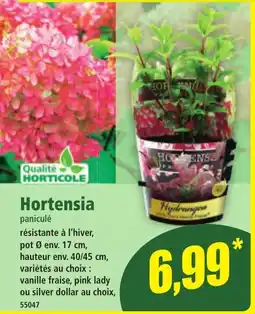 Norma Hortensia offre