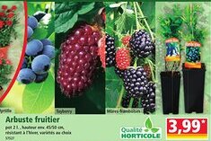 Norma Arbuste fruitier offre