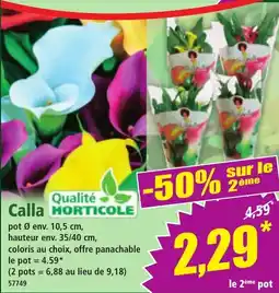 Norma Calla offre