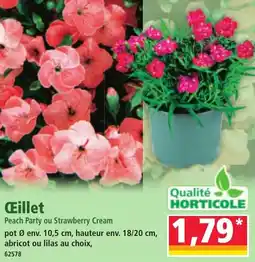 Norma Œillet offre