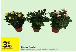 Carrefour Plantes fleuries offre