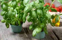 Carrefour CARREFOUR BIO Basilic bio en pot offre
