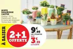Super U Mixte kalanchoe cactus offre