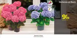 Carrefour Hortensia en fleurs offre