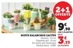 U Express MIXTE KALANCHOE CACTUS SOIT offre