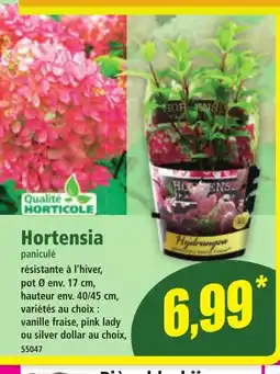 Norma Hortensia offre