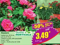 Norma Rosiers offre