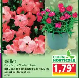 Norma Œillet offre