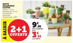 Hyper U Mixte Kalanchoe Cactus offre