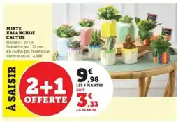 Super U Mixte Kalanchoe Cactus offre