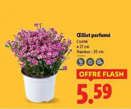 Lidl Œillet parfumé offre
