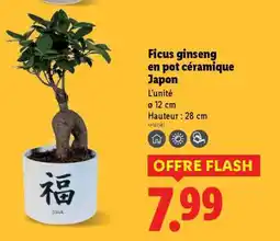 Lidl Ficus ginseng en pot céramique Japon offre