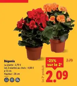 Lidl Bégonia offre