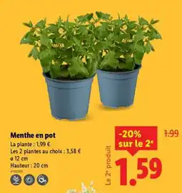 Lidl Menthe en pot offre