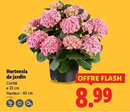 Lidl Hortensia de Jardin offre