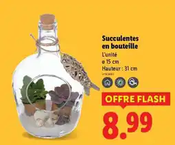Lidl Succulentes en bouteille offre