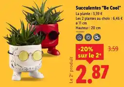 Lidl Succulentes Be Cool offre