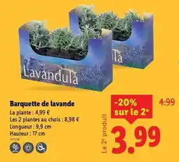 Lidl Barquette de lavande offre