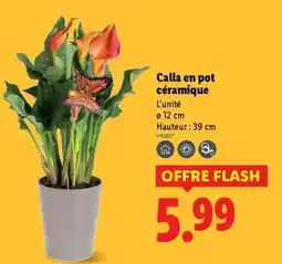 Lidl Calla en pot céramique offre