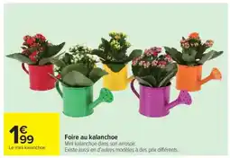 Carrefour Le mini kalanchoe offre