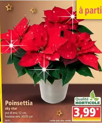 Norma Poinsettia offre