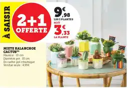 U Express Mixte kalanchoe cactus offre
