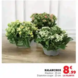 Hyper U Kalanchoe offre
