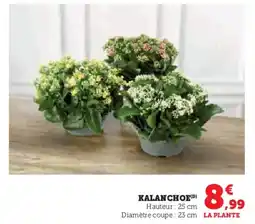 U Express Kalanchoe offre