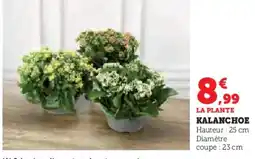 Super U Kalanchoe offre