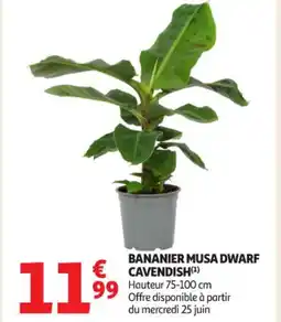 Auchan Supermarché Bananier musa dwarf cavendish offre