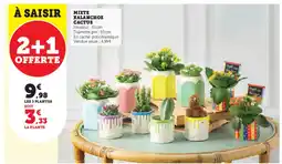 Hyper U Mixte kalanchoe cactus offre