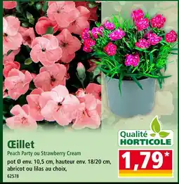 Norma Qualité Horticole Œillet Peach Party ou Strawberry Cream offre