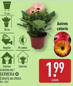 ALDI GARDENLINE Gerbera offre