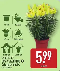 ALDI GARDENLINE Lys asiatique offre