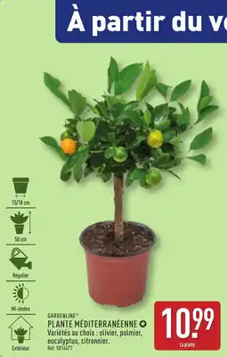 ALDI GARDENLINE Plante méditerranéenne offre