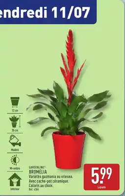 ALDI GARDENLINE Bromélia offre