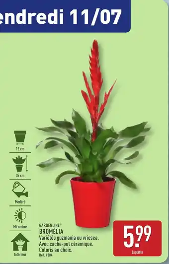 ALDI GARDENLINE Bromélia offre