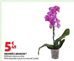 Auchan Supermarché Orchidée 1 branche offre