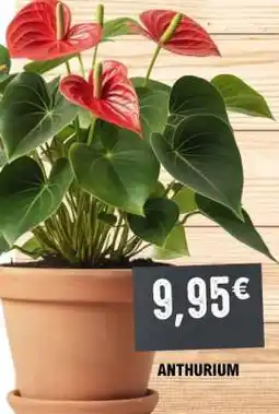 E.Leclerc Anthurium offre